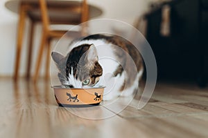 Beautiful feline cat eating on a metal dog bowl. Cute domestic animal. House comfort concept, indoor. Cope space.