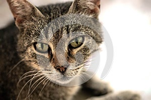 Beautiful feline cat at home. Domestic animal, Cat face with beautiful eyes close up portrait