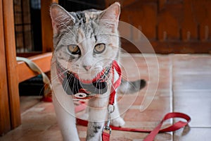 Beautiful feline cat at home. Domestic animal. Grey, orange and white female cat sitting seen from the front facing
