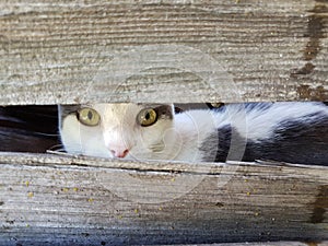 Beautiful Feline eyes peeking straight at you