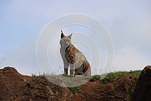 Beautiful feline lynx silent stealthy fangs claws photo