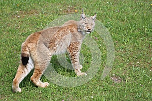 Beautiful feline lynx silent stealthy fangs claws photo