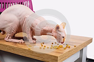 Beautiful feline, sphinx cat at home. Pet eat ,domestic sphinx cat eats dry nutritious food in granules before the walk