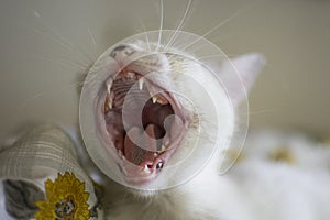 Beautiful feline yawning before taking a nap.