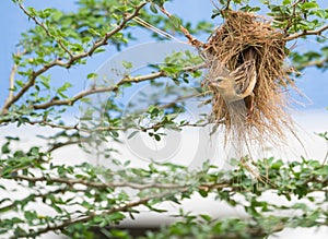 Beautiful Female Asian Golden Weaver on breeding season