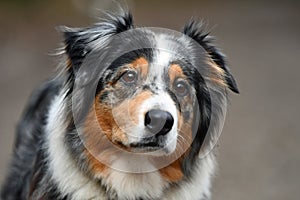 Beautiful female Australian Shepherd