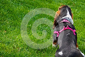 Beautiful female basset hound with a smooth shiny coat, long ears wearing a pink harness sitting on a green lawn looking away