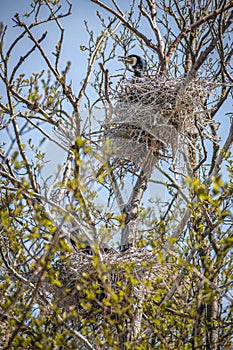 Beautiful female black cormorant nesting in a big nest