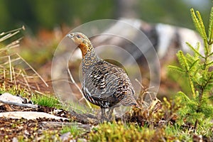 Beautiful female capercaillie