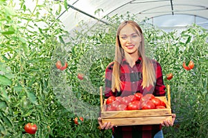 Beautiful female carrying carte full fresh harvest in the farm. Tomato harvest time.