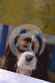 Beautiful female Cavalier King Charles Spaniel head with adorable eyes, nose and ears