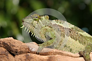 Beautiful Female Chameleon