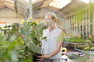 Beautiful female customer holding and smelling blooming yellow potted roses in greenhouse.