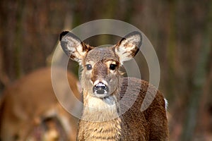 Beautiful female deer with perky ears looking ahead