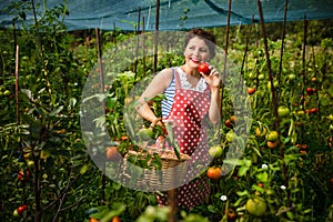 Beautiful female farmer enjoying the harvest of organic tomatoes in her own garden on a beautiful summer day.