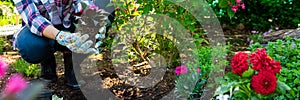 Beautiful female gardener holding a flowering plant ready to be planted in her garden. Gardening concept. Web banner.