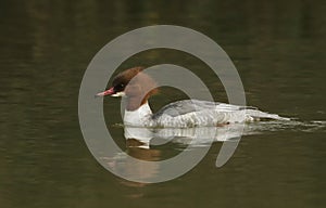 A beautiful female Goosander Mergus merganser fishing on a fast flowing river.