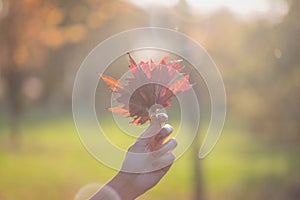 Beautiful female hand holding bouquet of red orange autumn leaves. Blurred background, soft evening light.