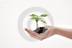 beautiful female hand holding a green plant on a white background isolate, earth day concept, helping nature