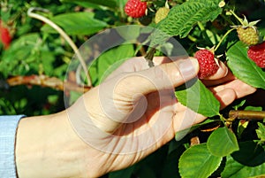 Beautiful female hand picking ripe raspberries