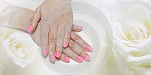 Beautiful female hands with fresh pink manicure lying on a white rose flowers backdrop