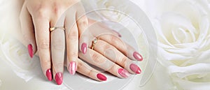 Beautiful female hands with fresh Viva Magenta trendy color manicure lying on a white rose flowers backdrop