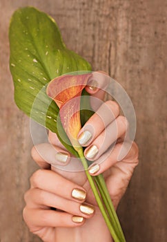 Beautiful female hands with gold nail design holding calla lily