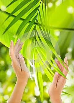 Beautiful Female Hands on the green background