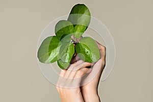 Beautiful female hands hold green leaf. Cleanliness and care. Olive background