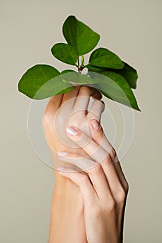Beautiful female hands hold green leaf. Cleanliness and care. Olive background