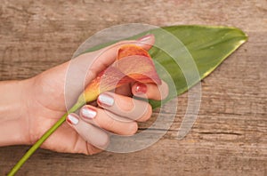 Beautiful female hands with pink nail design holding calla lily