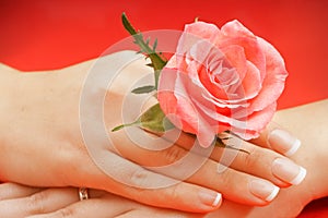 Beautiful female hands with red rose