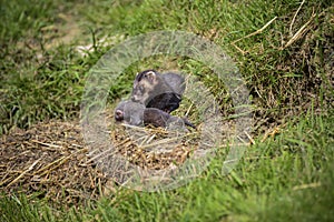 Beautiful female Jill polecat mustelinae putorisus dragging baby photo