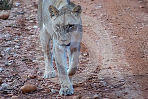 Beautiful female lion, free in african safari private game reserve, walking towards you