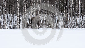 Beautiful female moose and calf feeding on forest foliage in frozen arctic circle winter landscape