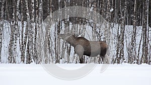 Beautiful female moose feeding on forest foliage in frozen arctic circle winter landscape
