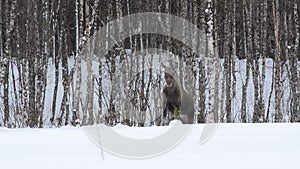 Beautiful female moose feeding on forest foliage in frozen arctic circle winter landscape