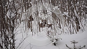 Beautiful female mother moose and calf in cold winter forest landscape