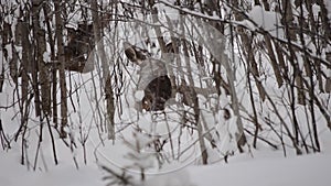 Beautiful female mother moose and calf in cold winter forest landscape