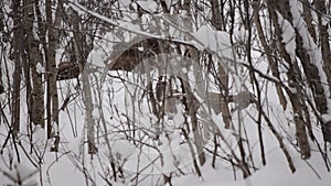 Beautiful female mother moose and calf in cold winter forest landscape