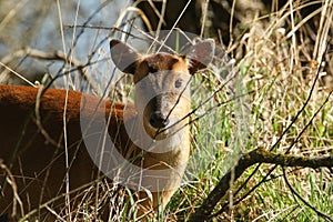 A beautiful female Muntjac Deer Muntiacus reevesi feeding in the undergrowth at the edge of woodland.