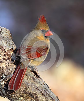 Beautiful Female Northern Cardinal