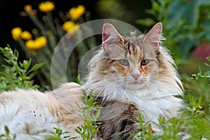 A beautiful female norwegian forest cat lying in grass with some trash in her coat
