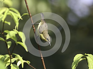 Beautiful female Olive-backed sunbird on branches of tree