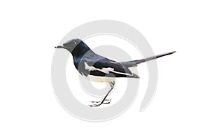 Beautiful Female Oriental Magpie Robin