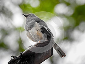 Beautiful female Oriental Magpie-Robin on the iron pole, Magpie Robin Copsychus saularis