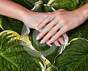 Beautiful Female Palms with Perfect French Manicure. Natural Cosmetic for Hand Care. Light Nails Polish, Clean Soft Skin