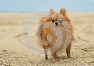 A beautiful female pomeranian dog