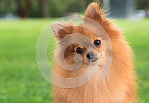 A beautiful female pomeranian dog photo