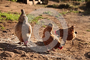 Beautiful Female Rural chickens Eating on red soil, Feeding hens Lovely Chechens